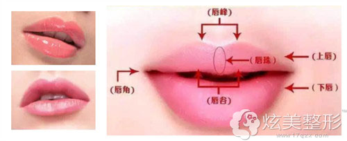 唇珠的位置介绍及有唇珠的嘴唇样子
