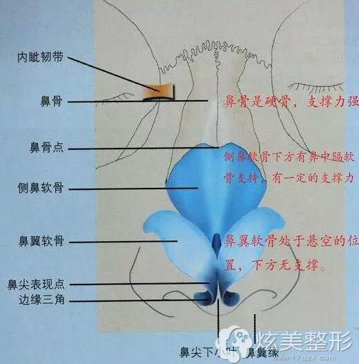 从鼻子的构造来看,上部分是硬骨,下半部分是软骨,想要改善鼻子的话