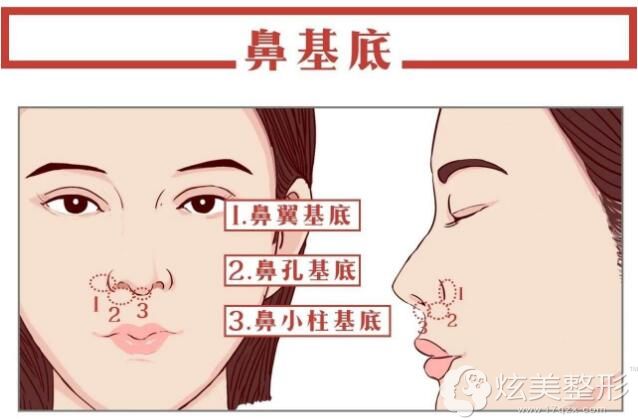 鼻基底的位置图
